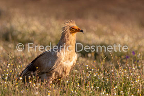 Egyptian vulture (Neophron percnopterus)-31