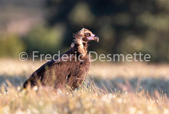 Black vulture (Aegypius monachus)-13