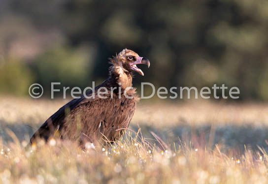 Black vulture (Aegypius monachus)-14