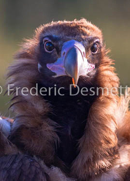 Black vulture (Aegypius monachus)-15