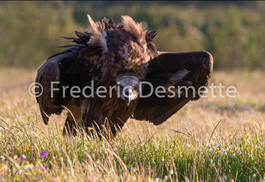 Black vulture (Aegypius monachus)-16