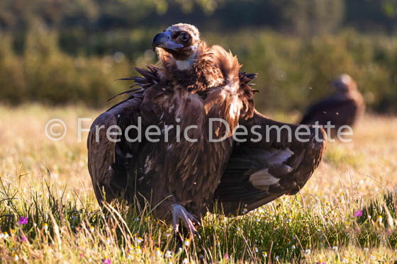Black vulture (Aegypius monachus)-17