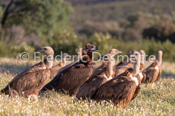 Black vulture (Aegypius monachus)-18