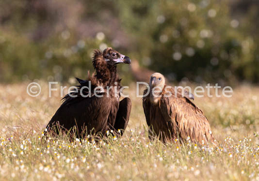 Black vulture (Aegypius monachus)-19
