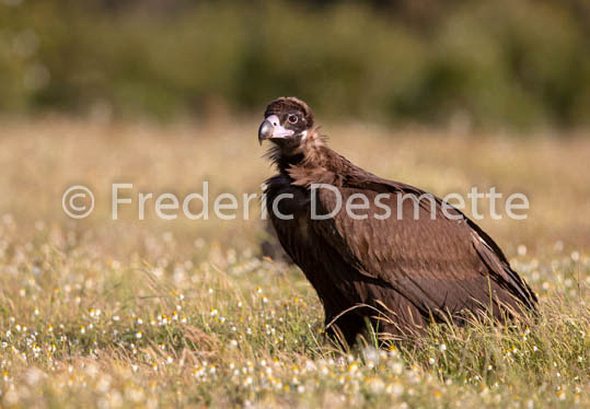 Black vulture (Aegypius monachus)-20