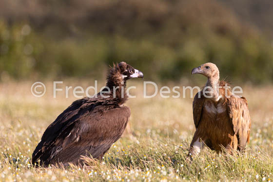 Black vulture (Aegypius monachus)-21