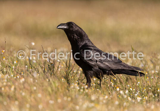 Raven  (Corvus corax)-311