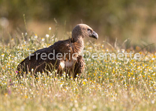 Griffon vulture (Gyps fulvus)-75