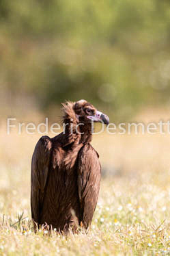 Black vulture (Aegypius monachus)-23