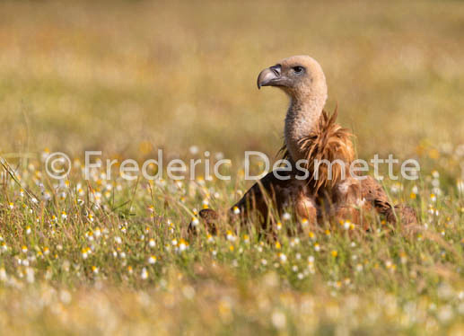 Griffon vulture (Gyps fulvus)-76