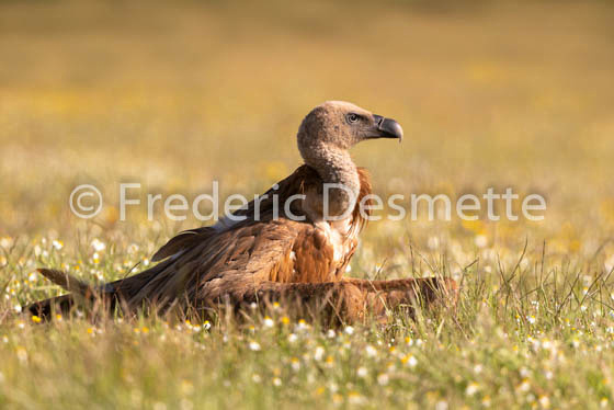 Griffon vulture (Gyps fulvus)-79