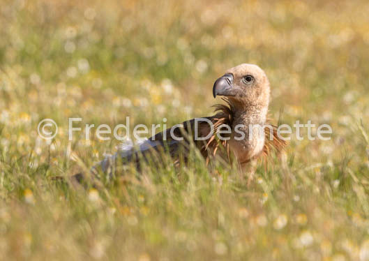 Griffon vulture (Gyps fulvus)-80