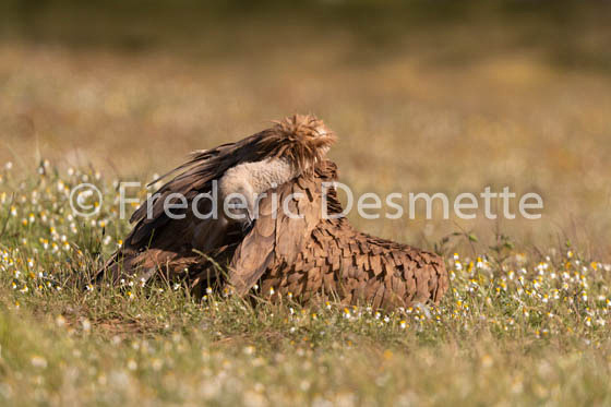 Griffon vulture (Gyps fulvus)-81