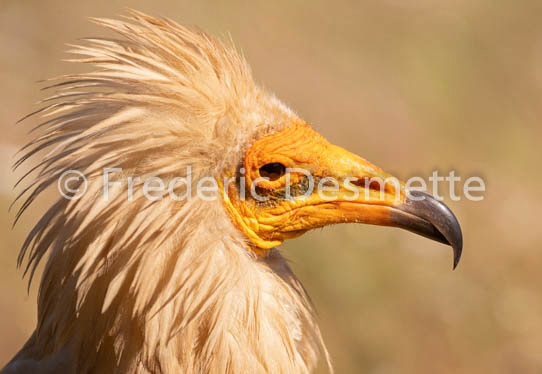 Egyptian vulture (Neophron percnopterus)-32