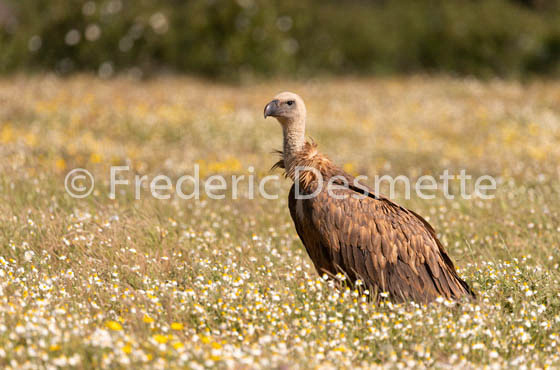 Griffon vulture (Gyps fulvus)-82
