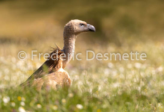 Griffon vulture (Gyps fulvus)-83