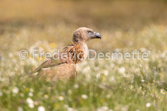 Griffon vulture (Gyps fulvus)-84