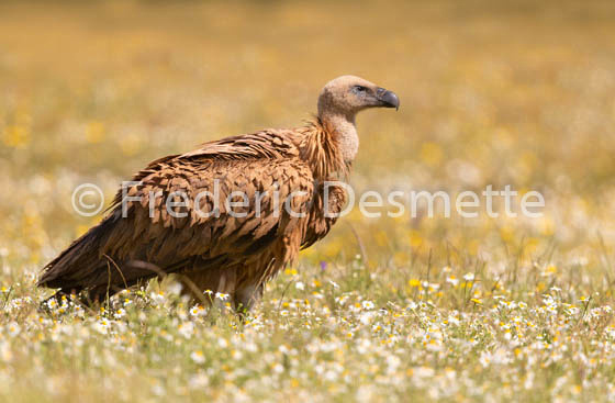 Griffon vulture (Gyps fulvus)-85
