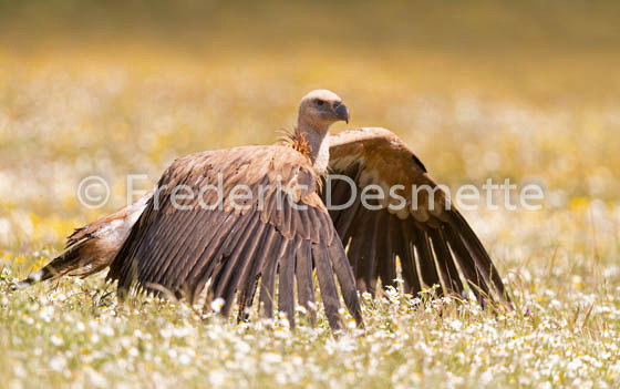 Griffon vulture (Gyps fulvus)-86