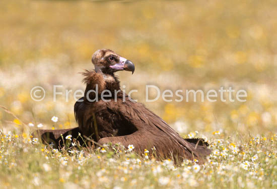Black vulture (Aegypius monachus)-26