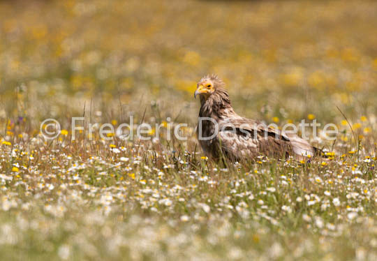 Egyptian vulture (Neophron percnopterus)-34