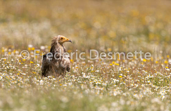 Egyptian vulture (Neophron percnopterus)-35