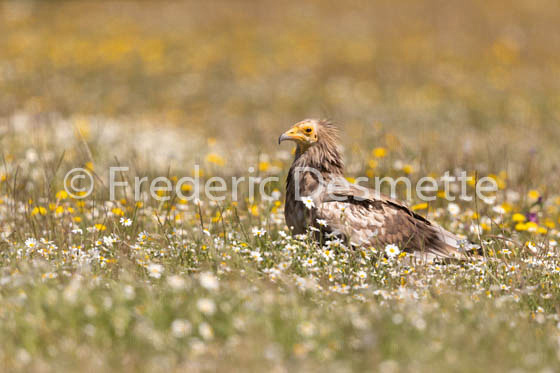 Egyptian vulture (Neophron percnopterus)-36