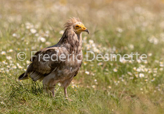 Egyptian vulture (Neophron percnopterus)-37