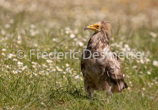 Egyptian vulture (Neophron percnopterus)-38