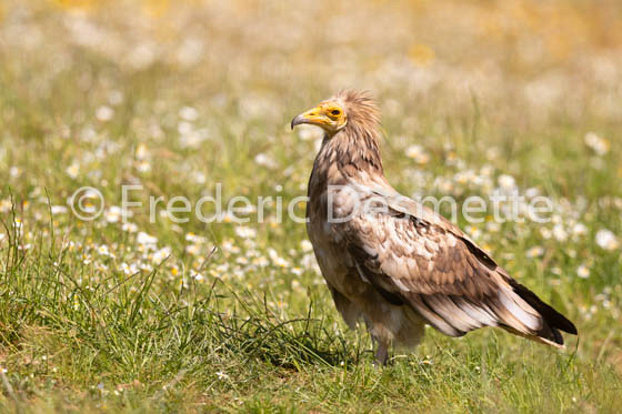 Egyptian vulture (Neophron percnopterus)-39