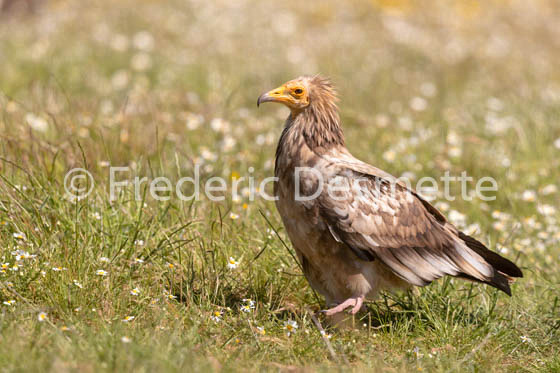 Egyptian vulture (Neophron percnopterus)-40