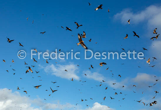 red kite (Milvus milvus) -205