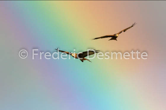 red kite (Milvus milvus) -215