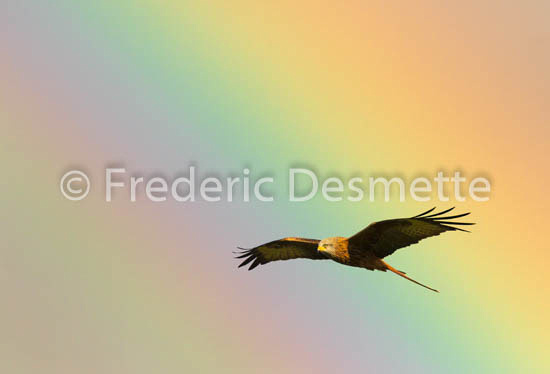 red kite (Milvus milvus) -216
