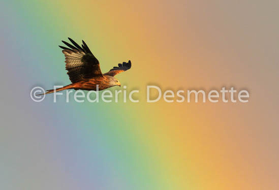red kite (Milvus milvus) -220