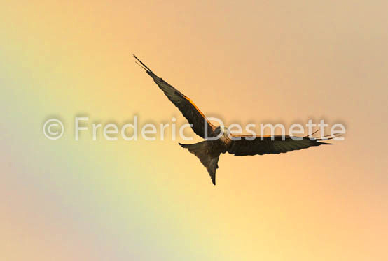red kite (Milvus milvus) -221