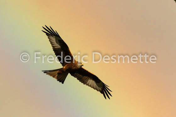 red kite (Milvus milvus) -222