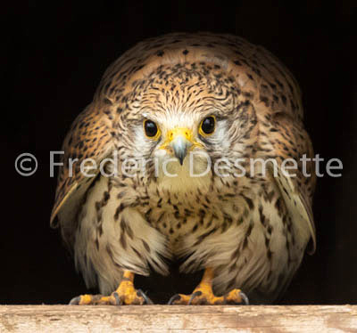 Kestrel (Falco Tinnunculus) -103