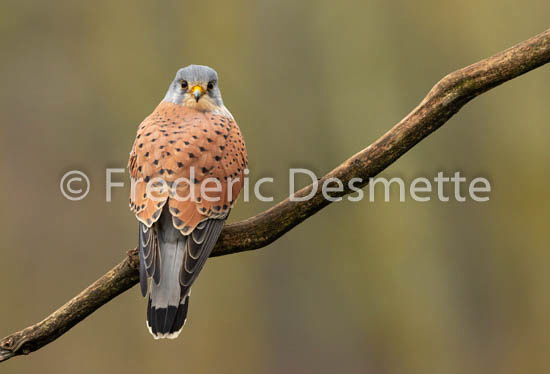 Kestrel (Falco Tinnunculus) -104