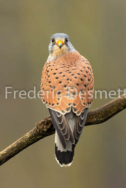 Kestrel (Falco Tinnunculus) -105