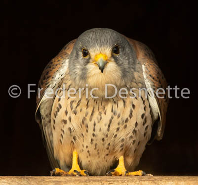 Kestrel (Falco Tinnunculus) -106