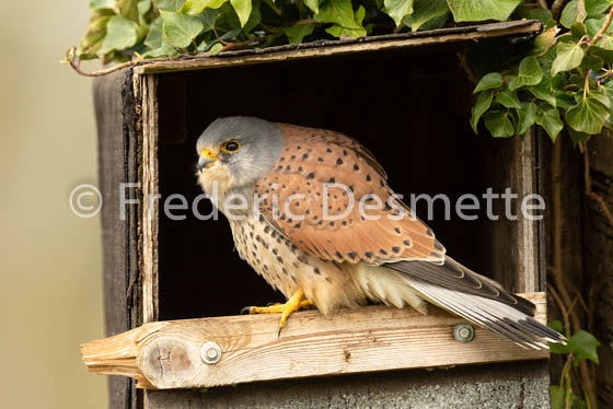 Kestrel (Falco Tinnunculus) -107