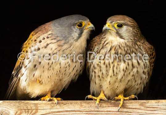 Kestrel (Falco Tinnunculus) -109