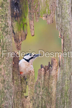 Great spotted woodpecker (Dendrocopos major)-196