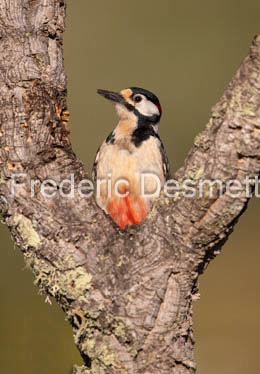 Great spotted woodpecker (Dendrocopos major)-203
