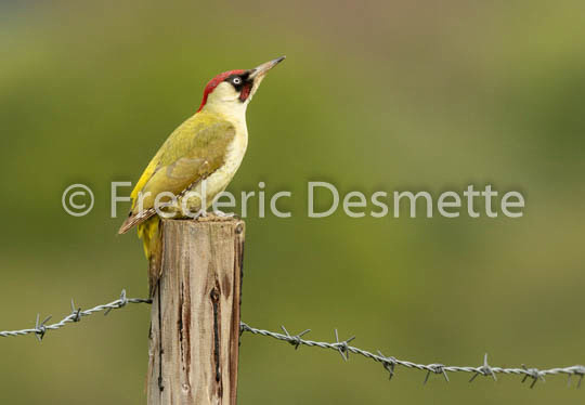 Green woodpecker (Picus viridis) -40