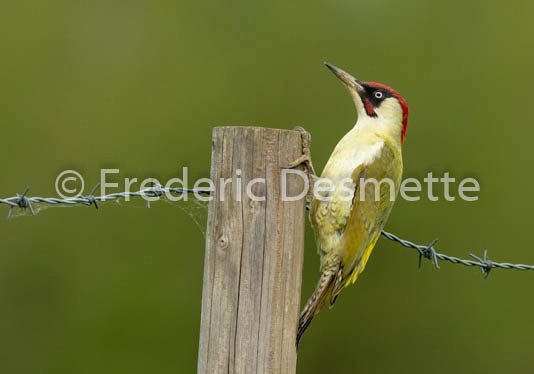 Green woodpecker (Picus viridis) -41