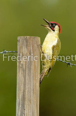 Green woodpecker (Picus viridis) -42