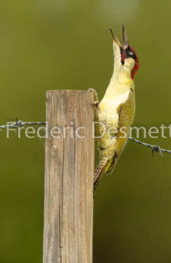 Green woodpecker (Picus viridis) -43