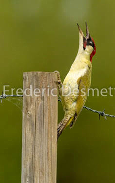 Green woodpecker (Picus viridis) -44